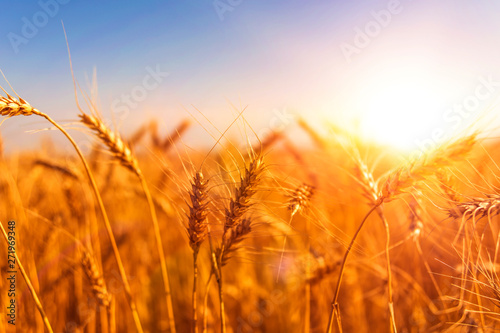 Field of ripe wheat against the blue sky. agriculture.