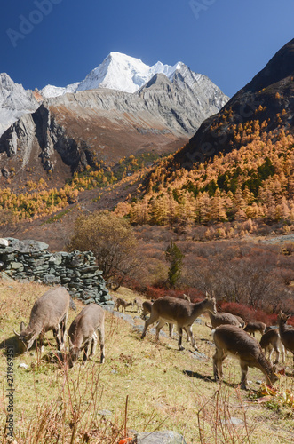 Animals finding food at colourful forest with snow mountain at Yading nature reserve.