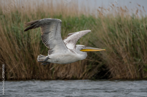 Isolated close up of a flying beatiful white pelican in the wild- Danube Delta Romania