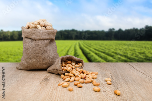 Peanuts in jute sack bag, background is peanut farm, roasted peanuts are poured and overturned