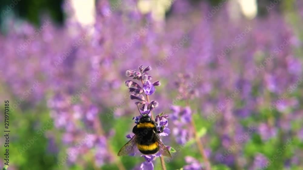 Flying bumblebee lands on a pink flower and collects nectar Flying bumblebee lands on a pink flower and collects nectar