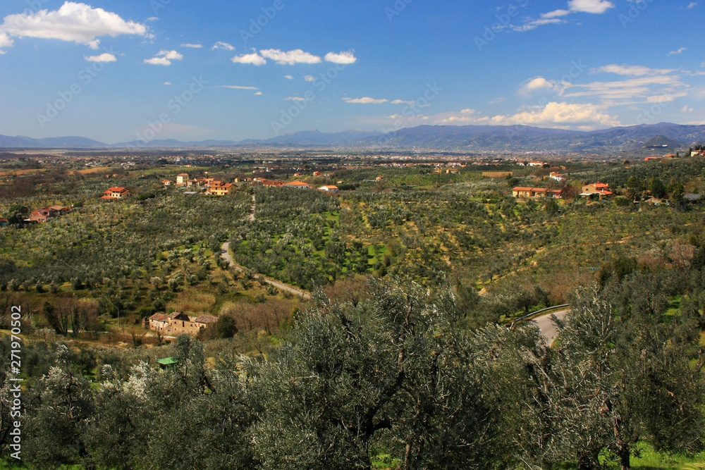 Olive groves in the hills in Tuscany, Italy