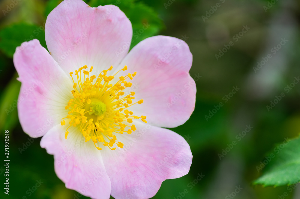 Macro photo of a Cherokee rose (rosa laevigata) in full bloom Macro photo of a Cherokee rose (rosa laevigata) in full bloom