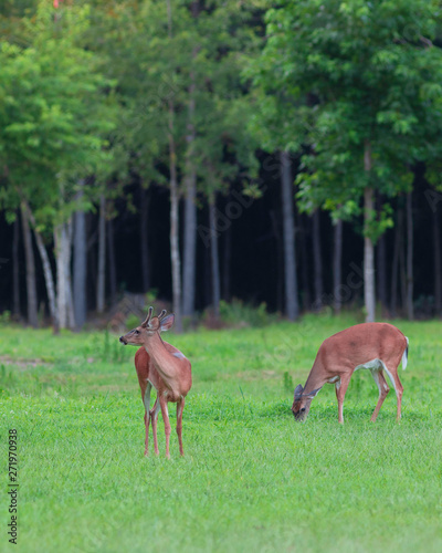 Whitetail deer couple