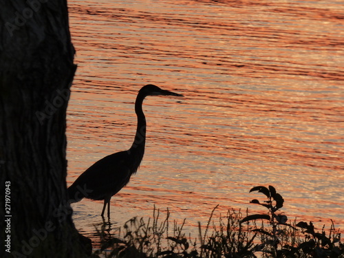 heron at sunrise