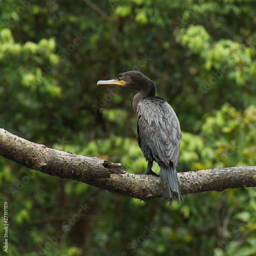 Neotropic cormorant on a tree in the rainforest near Puerto Narino at Amazonas river in Colombia