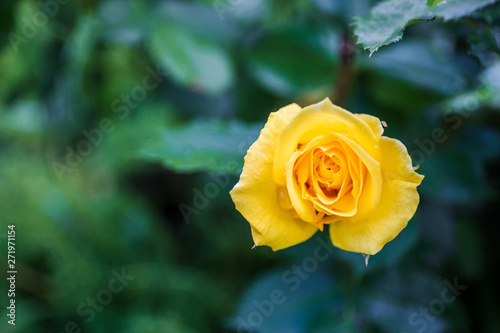 Yellow rose in the garden