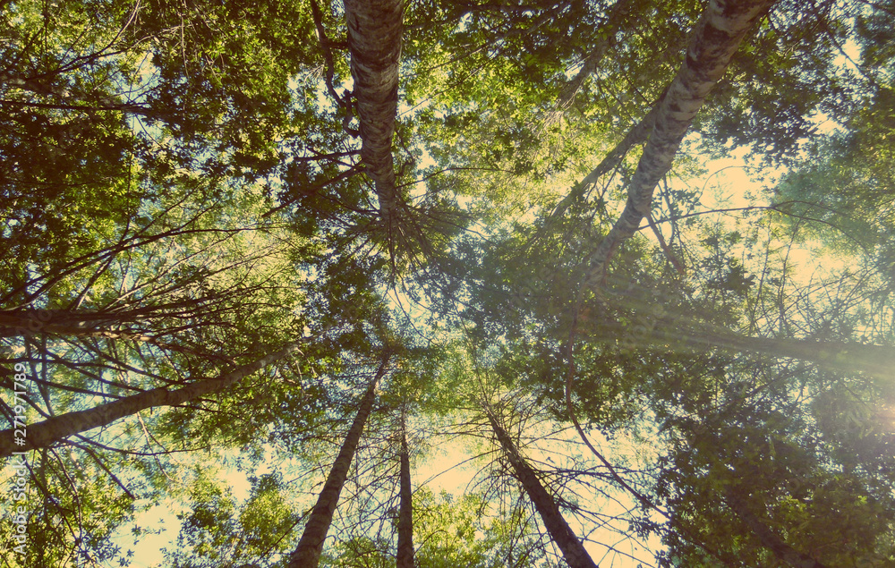 Fototapeta premium California forest