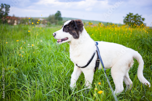cute shepherd dog puppy on green meadow - happy pet outdoors