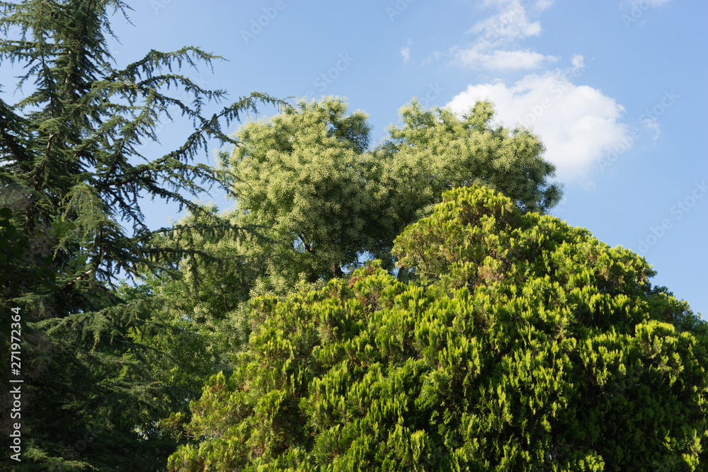 Sommer-Landschaft mit Bäumen im botanischen Garten