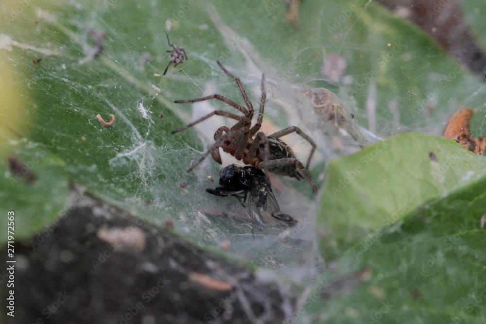 Spider preparing to eat his prey caught in his net Spider preparing to eat his prey caught in his net