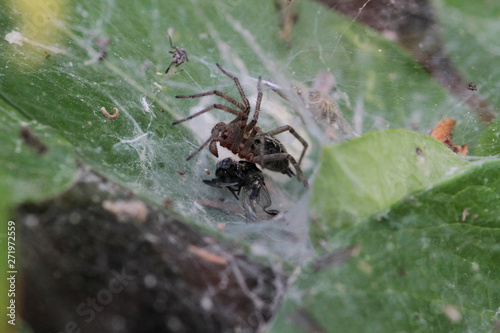 Spider preparing to eat his prey caught in his net © Saim