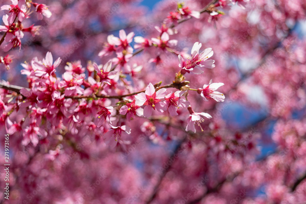 Gorgeous pink spring flowers are starting to bloom on a warm and sunny spring day Gorgeous pink spring flowers are starting to bloom on a warm and sunny spring day
