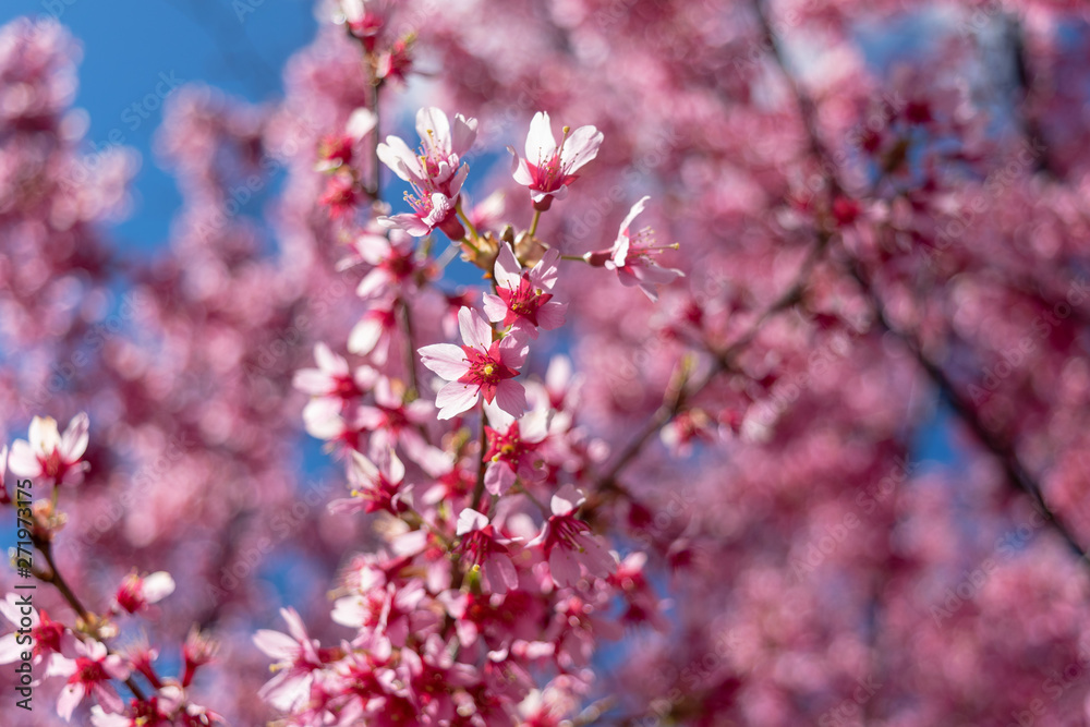 Gorgeous pink spring flowers are starting to bloom on a warm and sunny spring day Gorgeous pink spring flowers are starting to bloom on a warm and sunny spring day