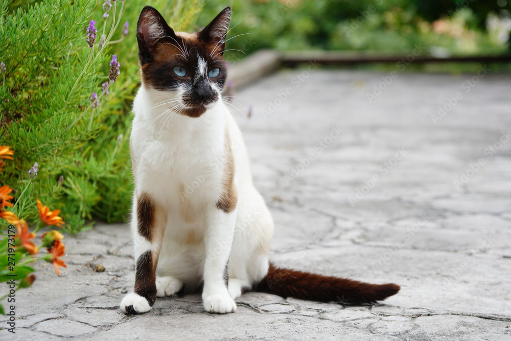 schwarz-weiße blauäugige Katze