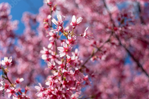 Gorgeous pink spring flowers are starting to bloom on a warm and sunny spring day