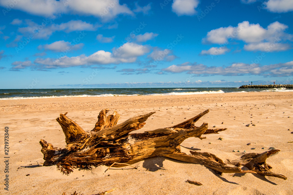 Driftwood at a beach of the Baltic Sea