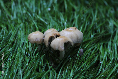 Spring, rains and proliferating mushrooms photo