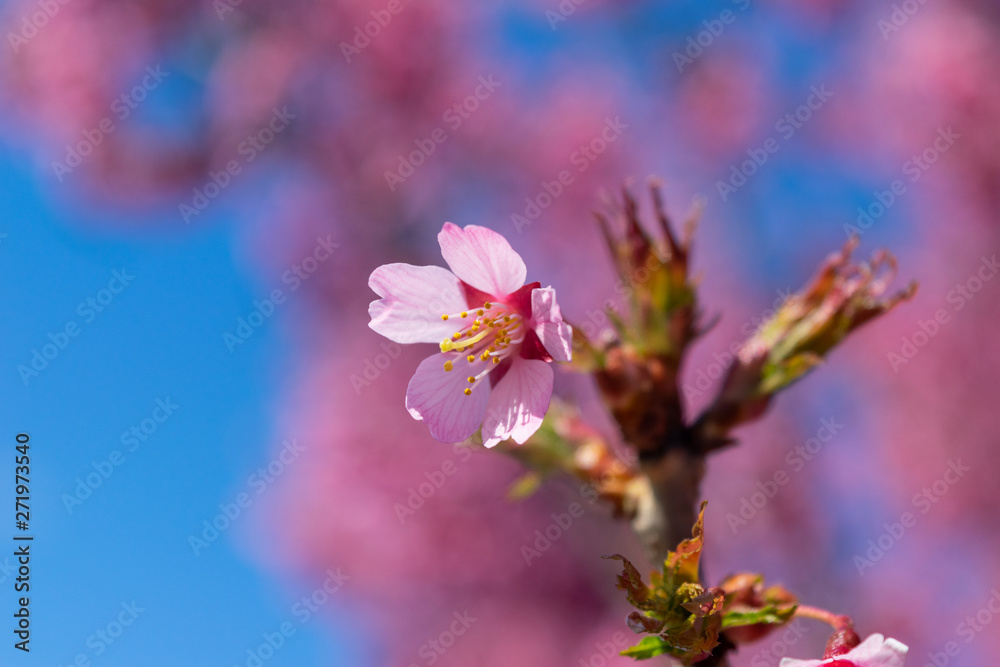 Gorgeous pink spring flowers are starting to bloom on a warm and sunny spring day Gorgeous pink spring flowers are starting to bloom on a warm and sunny spring day