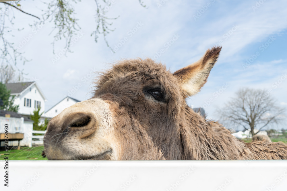 A donkey peeking through a white fence A donkey peeking through a white fence