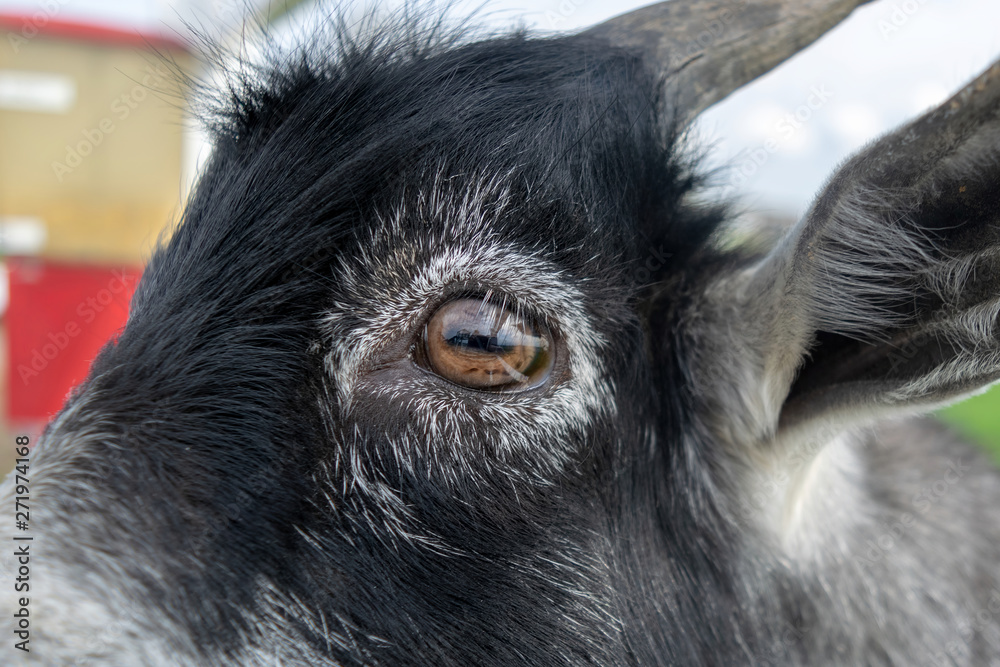 Close-up on the eye of a small black goat