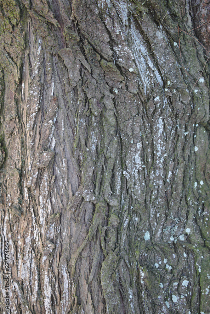 Obraz premium écorce