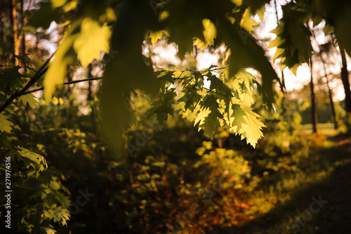 Green Oak leaves in sunset