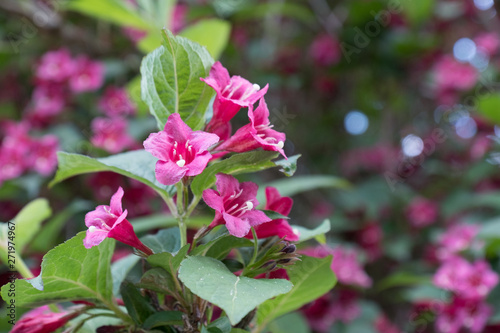 Wallpaper Mural Bougainvillea blooms in the botanical garden, summer day light Torontodigital.ca