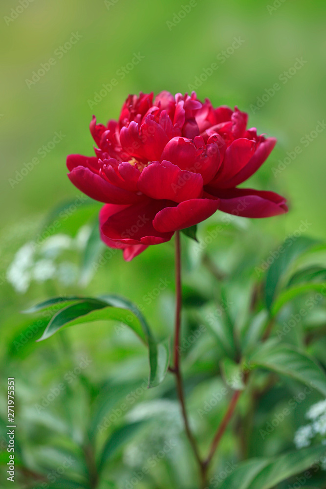 Obraz premium colorful flowers in summer garden