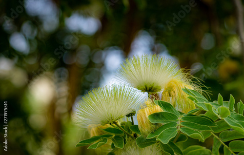 Albizia lebbeck photo