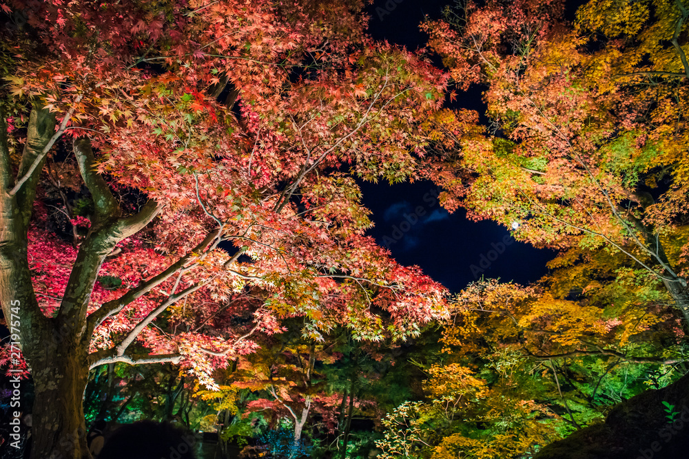 Illuminated autumn foliage in Hogonin Gardens, Arashiyama, Kyoto, Japan. 