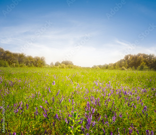 beautiful summer forest glade with flowers at the sunset, nice natural background