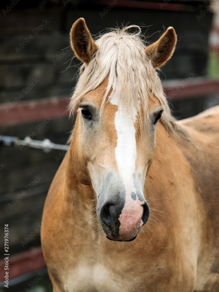 Fototapeta premium portrait of a horse with a light mane - 2