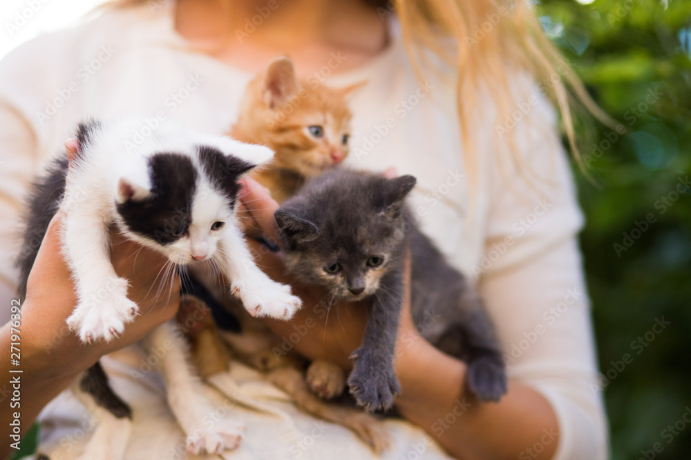 Fototapeta premium young girl holding three beautiful kittens outdoor adoption concept. homeless kittens. the problem of stray animals