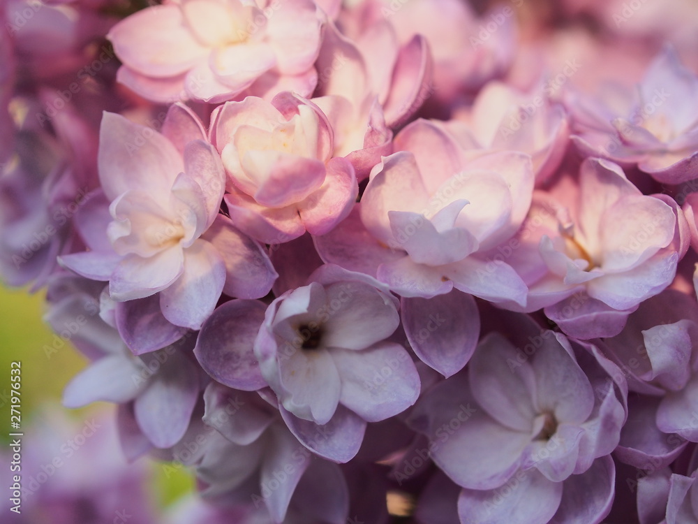 Lilac buds of lilac flowers. Bunches of buds. It's spring.