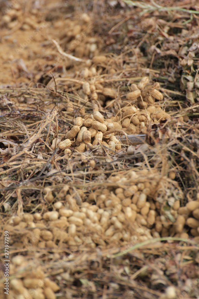 peanut harvest in South Africa peanut harvest in South Africa