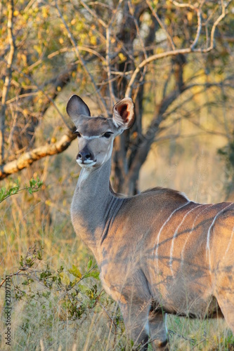 Kuduantilope im Buschland Afrikas