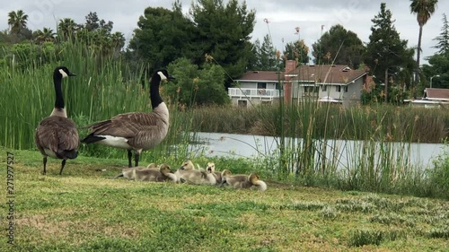 family of geese