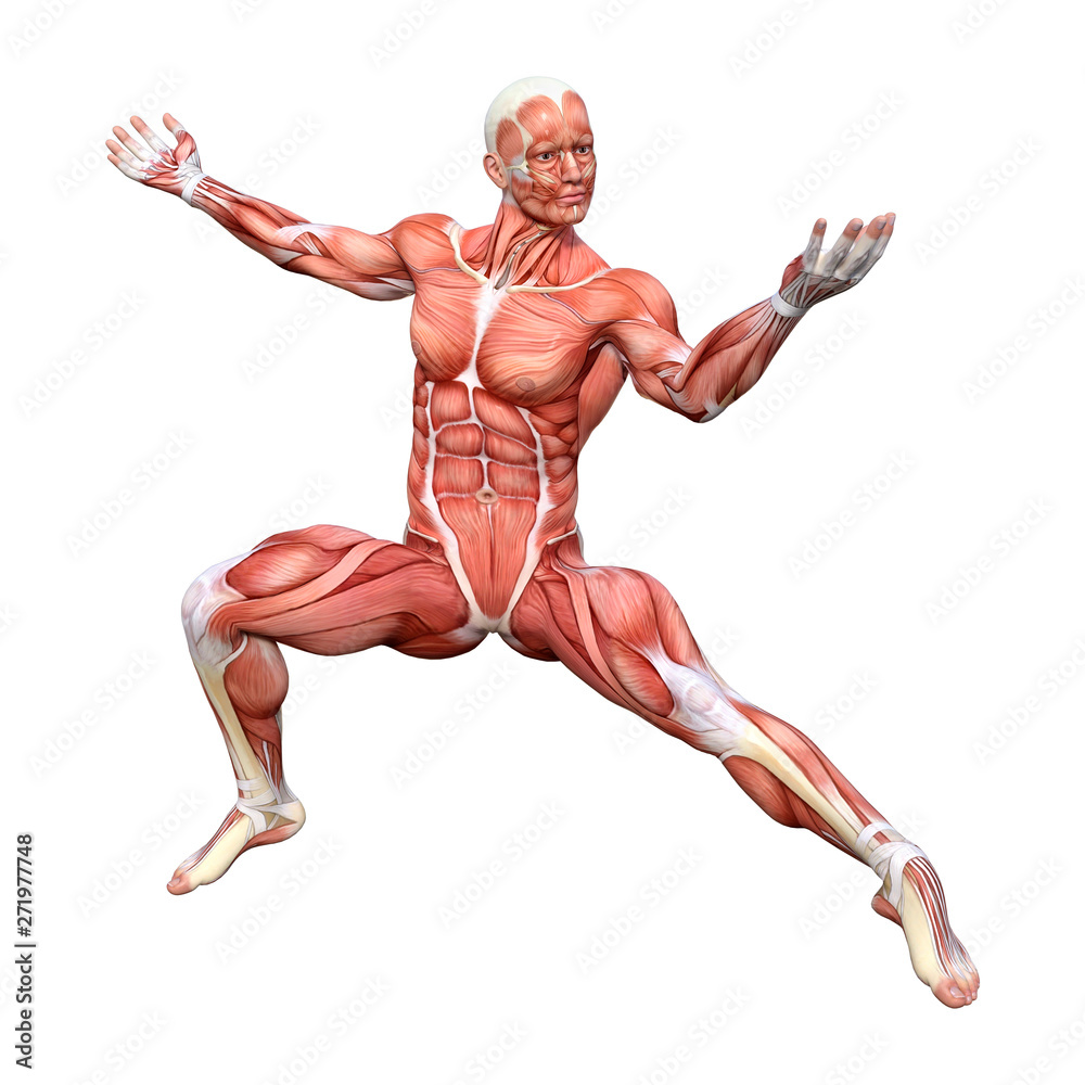 3D Rendering Male Anatomy Figure on White 3D Rendering Male Anatomy Figure on White