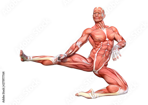 3D Rendering Male Anatomy Figure on White