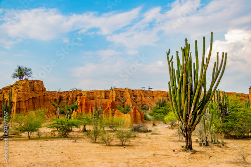 Rote Wüstenfelswand im tropischen Trockenwald in Wüste mit Kaktus. Wilder Westen Landschaft photo