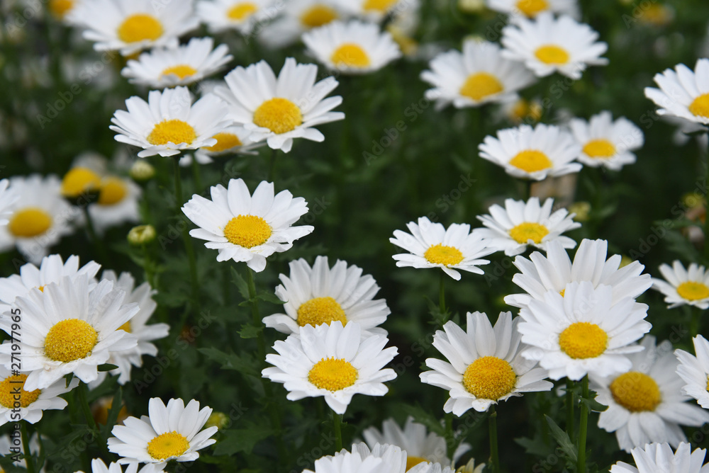 field of daisies background field of daisies background
