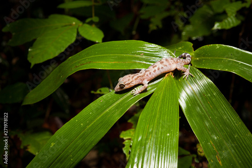 Gecko on a leaf at night in rainforest