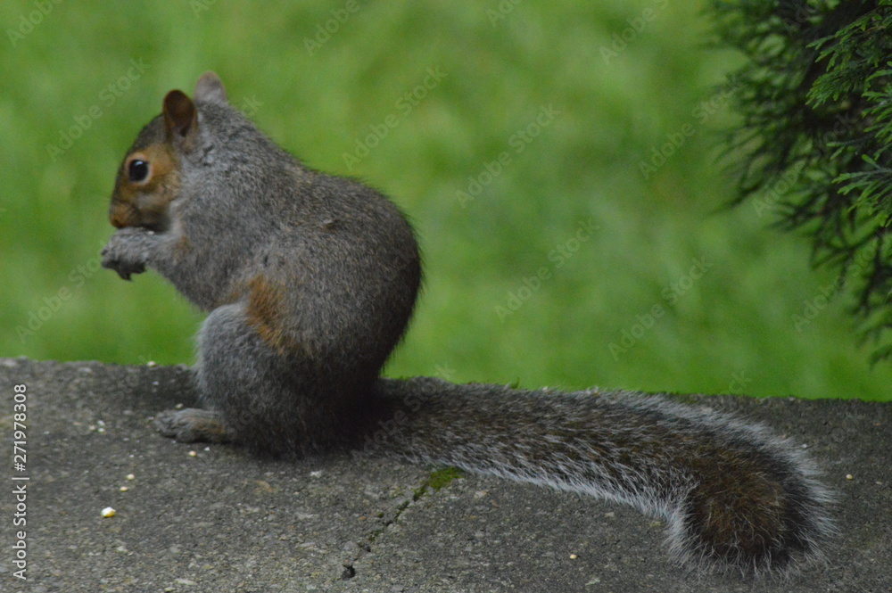 Fototapeta premium Squirrel Living His Best Life