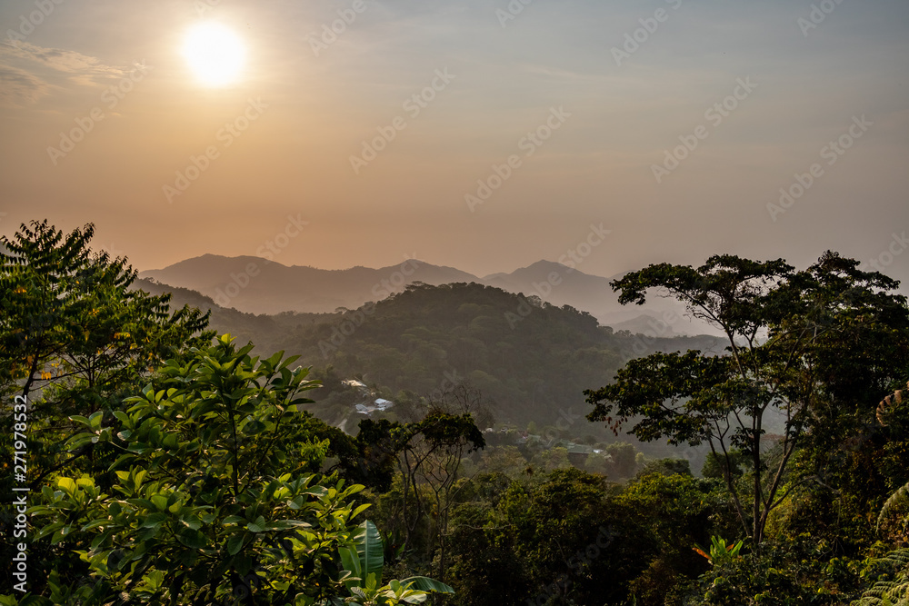 fresh green jungle nature in the mountains of colombia fresh green jungle nature in the mountains of colombia