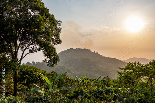 fresh green jungle nature in the mountains of colombia
