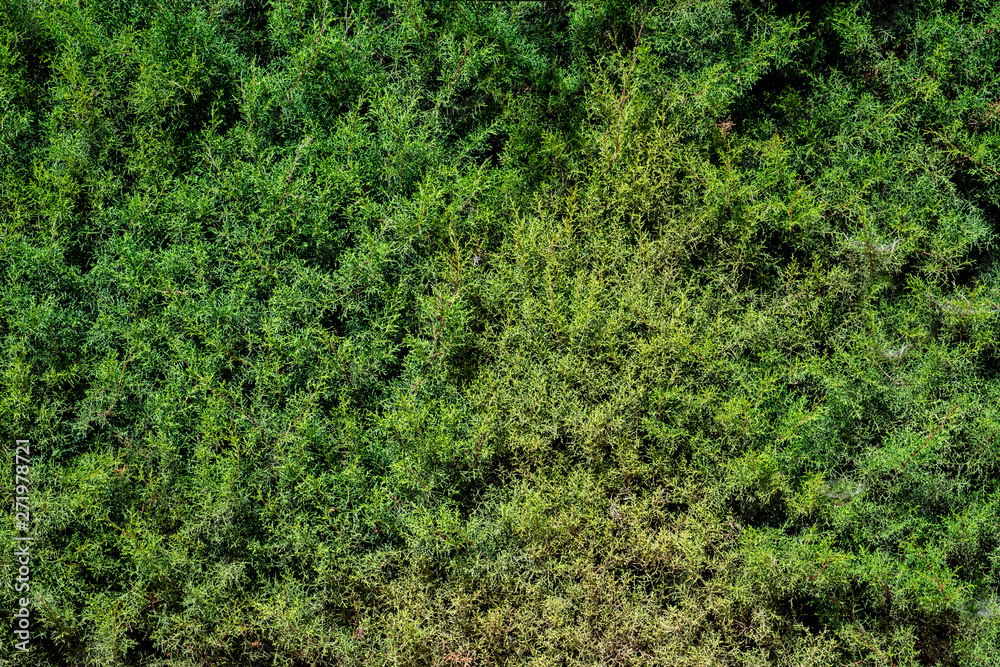 Green grass na texture background wallpaper