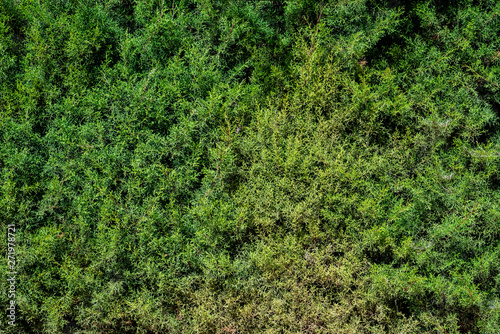 Green grass na texture background wallpaper
