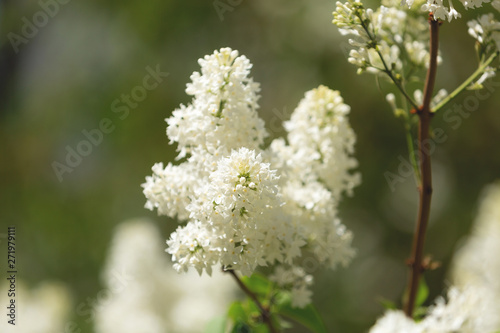 Blossoming White lilac branch in the garden. Selective focus. Flowers background