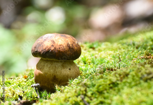 Boletus mushroom (Boletus aereus) in the forest. King mushroom, dark cep or bronze bolete